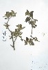  (Heliotropium corymbosum - Peru18097)  @11 [ ] CreativeCommons  Attribution Non-Commercial Share-Alike  Unspecified Universidad Nacional Mayor de San Marcos, Museo de Historia Natural