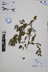  ( - Peru18168)  @11 [ ] CreativeCommons  Attribution Non-Commercial Share-Alike  Unspecified Herbarium of South China Botanical Garden