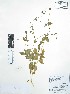 (Stellaria cuspidata - Peru18521)  @11 [ ] CreativeCommons  Attribution Non-Commercial Share-Alike  Unspecified Universidad Nacional Mayor de San Marcos, Museo de Historia Natural