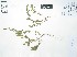 (Oenothera arequipensis - Peru18612)  @11 [ ] CreativeCommons  Attribution Non-Commercial Share-Alike  Unspecified Universidad Nacional Mayor de San Marcos, Museo de Historia Natural