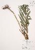  ( - AP240)  @11 [ ] Copyright (2009) Unspecified University of Guelph BIO Herbarium