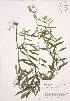  ( - AP385)  @11 [ ] Copyright (2009) Unspecified University of Guelph BIO Herbarium