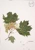  ( - AP367)  @11 [ ] Copyright (2009) Unspecified University of Guelph BIO Herbarium