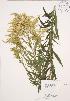  ( - AP240)  @11 [ ] Copyright (2009) Unspecified University of Guelph BIO Herbarium
