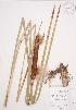  (Typha angustifolia - AP370)  @11 [ ] Copyright (2009) Unspecified University of Guelph BIO Herbarium