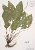  (Plantago rugelii - AP210)  @11 [ ] Copyright (2009) Unspecified University of Guelph BIO Herbarium