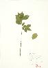  (Rhamnus alnifolia - JEM 029)  @11 [ ] Copyright (2009) Unspecified University of Guelph BIO Herbarium
