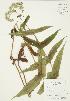  ( - AP254)  @11 [ ] Copyright (2009) Unspecified University of Guelph BIO Herbarium