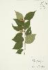  (Betula alleghaniensis - AP267)  @11 [ ] Copyright (2009) Unspecified University of Guelph BIO Herbarium