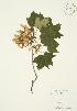  ( - AP268)  @11 [ ] Copyright (2009) Unspecified University of Guelph BIO Herbarium