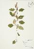  (Betula papyrifera - AP279)  @11 [ ] Copyright (2009) Unspecified University of Guelph BIO Herbarium