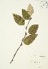 (Populus balsamifera - AP376)  @11 [ ] Copyright (2009) Unspecified University of Guelph BIO Herbarium