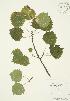  (Populus grandidentata - AP425)  @11 [ ] Copyright (2009) Unspecified University of Guelph BIO Herbarium