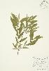  (Salix eriocephala - AP155)  @11 [ ] Copyright (2009) Unspecified University of Guelph BIO Herbarium