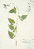  ( - AP136)  @11 [ ] Copyright (2009) Unspecified University of Guelph BIO Herbarium