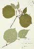  ( - JAG 0222)  @11 [ ] Copyright (2009) Unspecified University of Guelph BIO Herbarium