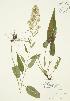  (Symphyotrichum urophyllum - JAG 0144)  @11 [ ] Copyright (2009) Unspecified University of Guelph BIO Herbarium