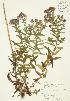  ( - JAG 0275)  @11 [ ] Copyright (2009) Unspecified University of Guelph BIO Herbarium