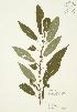  ( - JAG 0321)  @11 [ ] Copyright (2009) Unspecified University of Guelph BIO Herbarium