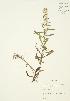  (Symphyotrichum pilosum var. pilosum - JAG 0379)  @11 [ ] Copyright (2009) Unspecified University of Guelph BIO Herbarium