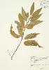  ( - JAG 0392)  @11 [ ] Copyright (2009) Unspecified University of Guelph BIO Herbarium