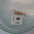  ( - ORTPL1186)  @11 [ ] CreativeCommons Attribution (2024) Dept Invertebrate Zoology and Hydrobiology, University of Lodz University of Lodz