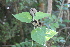  (Hochreutinera hassleriana - IBO-DEMATT-10)  @11 [ ] Copyright (2014) IBONE IBONE