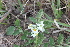  (Solanum commersonii subsp malmeanum - IBO-DEMATT-51)  @11 [ ] Copyright (2014) IBONE IBONE