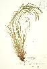  (Carex leptonervia - JK 015)  @11 [ ] Copyright (2009) Unspecified University of Guelph BIO Herbarium