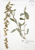  ( - BAR194)  @11 [ ] Copyright (2009) Unspecified University of Guelph BIO Herbarium