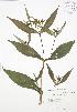  ( - BAR180)  @11 [ ] Copyright (2009) Unspecified University of Guelph BIO Herbarium