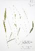  (Brachyelytrum - BAR226)  @11 [ ] Copyright (2009) Unspecified University of Guelph BIO Herbarium