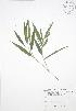  (Dichanthelium xanthophysum - BAR225)  @11 [ ] Copyright (2009) Unspecified University of Guelph BIO Herbarium