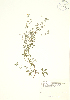  ( - PHK 002)  @11 [ ] Copyright (2009) Unspecified University of Guelph BIO Herbarium