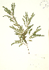  (Myricaceae - PHK 001)  @11 [ ] Copyright (2009) Unspecified University of Guelph BIO Herbarium