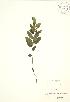  ( - SNEW026_C)  @11 [ ] Copyright (2009) Unspecified University of Guelph BIO Herbarium