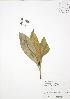  ( - SNEW061_C)  @11 [ ] Copyright (2009) Unspecified University of Guelph BIO Herbarium