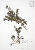  ( - SNEW063_C)  @11 [ ] Copyright (2009) Unspecified University of Guelph BIO Herbarium