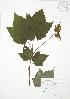  (Acer spicatum - SNEW050_C)  @13 [ ] Copyright (2009) Unspecified University of Guelph BIO Herbarium