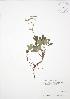  (Sibbaldiopsis tridentata - SNEW053_C)  @11 [ ] Copyright (2009) Unspecified University of Guelph BIO Herbarium