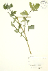  (Mycelis - JK 037)  @11 [ ] Copyright (2009) Unspecified University of Guelph BIO Herbarium