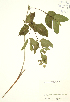  ( - JK 035)  @11 [ ] Copyright (2009) Unspecified University of Guelph BIO Herbarium