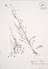  (Crepis tectorum - JAG 0300)  @11 [ ] Copyright (2009) Unspecified University of Guelph BIO Herbarium