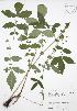  ( - JAG 0156)  @11 [ ] Copyright (2009) Unspecified University of Guelph BIO Herbarium