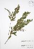  (Chamaedaphne - NTW 161)  @11 [ ] Copyright (2009) Unspecified University of Guelph BIO Herbarium