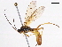  (Diadegma DD sp. 3 - BIOUG55305-H02)  @14 [ ] CreativeCommons - Attribution (2020) CBG Photography Group Centre for Biodiversity Genomics