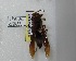  (Polistes major castaneicolor - PMAE0056)  @13 [ ] Unspecified (default): All Rights Reserved  Unspecified Unspecified