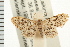  (Idaea BOLD:AAF9492 - USNM ENT 00192444)  @14 [ ] CreativeCommons - Attribution (2008) Unspecified Centre for Biodiversity Genomics