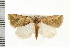  (Eublemma chlorochroa - USNM ENT 00678359)  @15 [ ] CreativeCommons - Attribution (2008) Unspecified Centre for Biodiversity Genomics