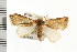  (Eublemma chlorochroa - USNM ENT 00678363)  @15 [ ] CreativeCommons - Attribution (2008) Unspecified Centre for Biodiversity Genomics